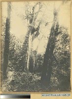 阿里山神木全景藏品圖，第3張